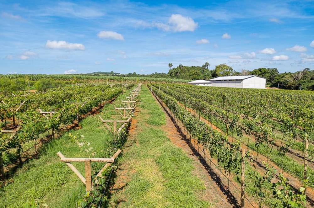 Da Colheita à Transformação: Camila Cenci Fala sobre o Pomar da Bodega Dom Valentin Cenci