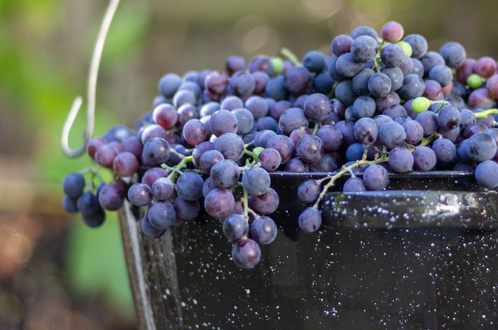 Vinho passificado ou vinho de apassimento: A experiência de Camila Cenci na Wine Paris 2026