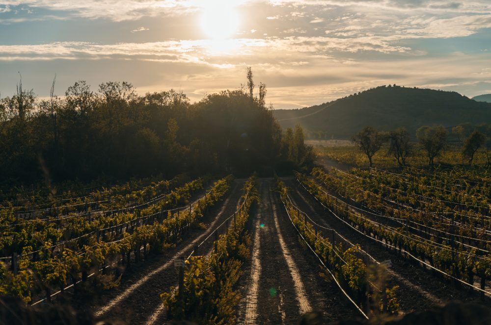Você sabia que a vinícola mais antiga do mundo ainda está em operação?