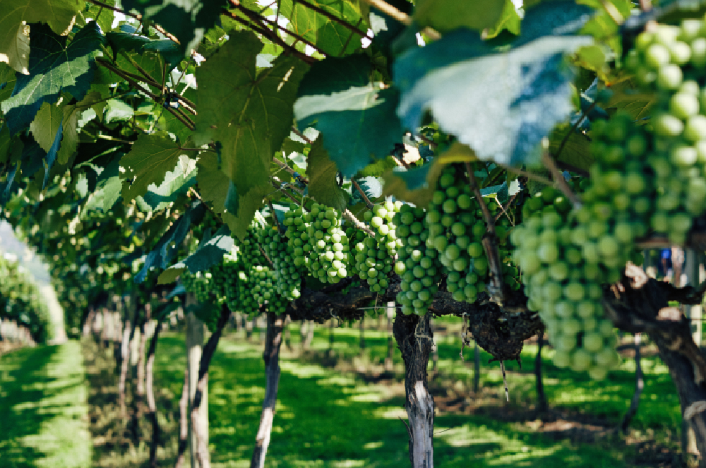 A Formação do Álcool no Vinho: Um Processo Natural e Essencial