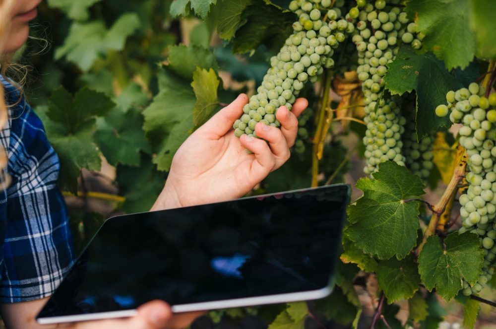 IA revoluciona a reprodução de uvas e aumenta eficiência em 400%