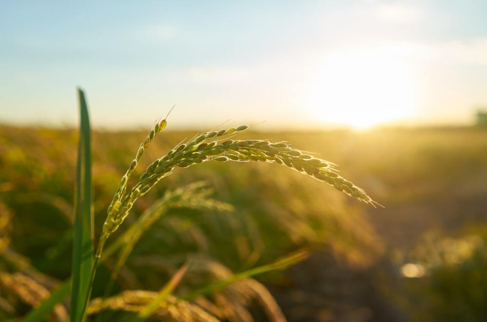 Tecnologia e inovação no agronegócio: O futuro verde do Brasil e suas oportunidades globais