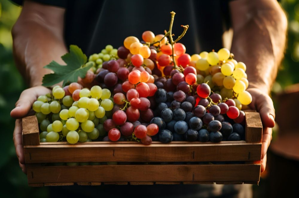 As Variedades da Uva Vitis Vinifera na Vinificação Moderna