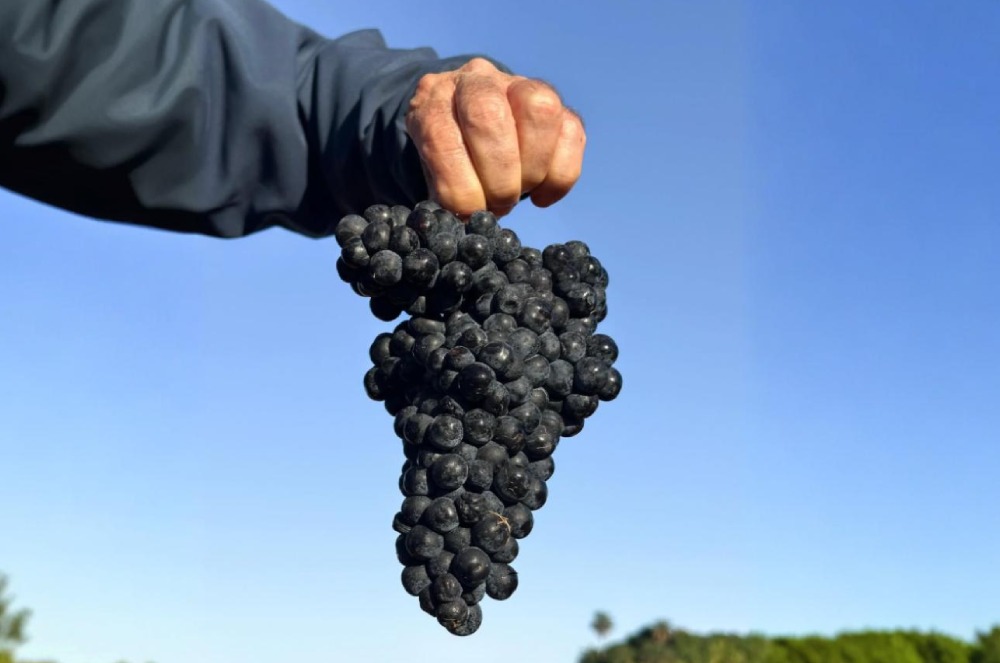 Tempranillo: A Uva dos Célebres Vinhos Espanhóis