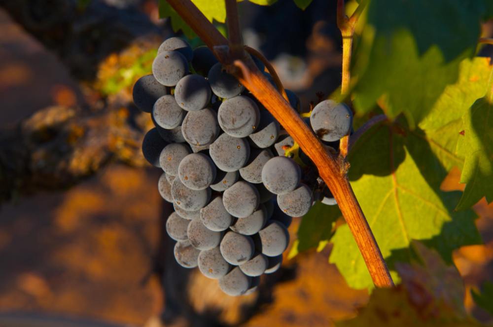 Principais tipos de uvas Vitis Viníferas