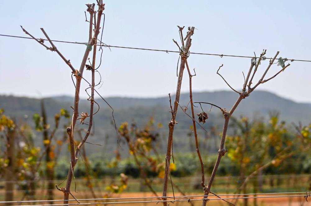 Camila Cenci e o Segredo por Trás do Cultivo de Videiras: Conhecimento, Paciência e Dedicação para Produzir Uvas de Qualidade