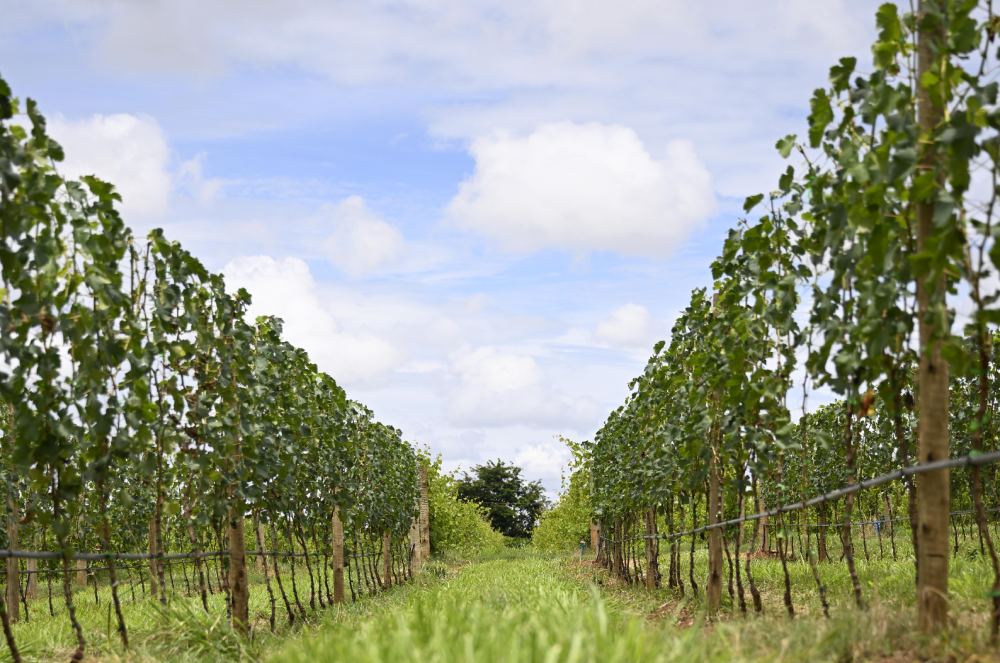 A Força dos Vinhos do Centro-Oeste Brasileiro