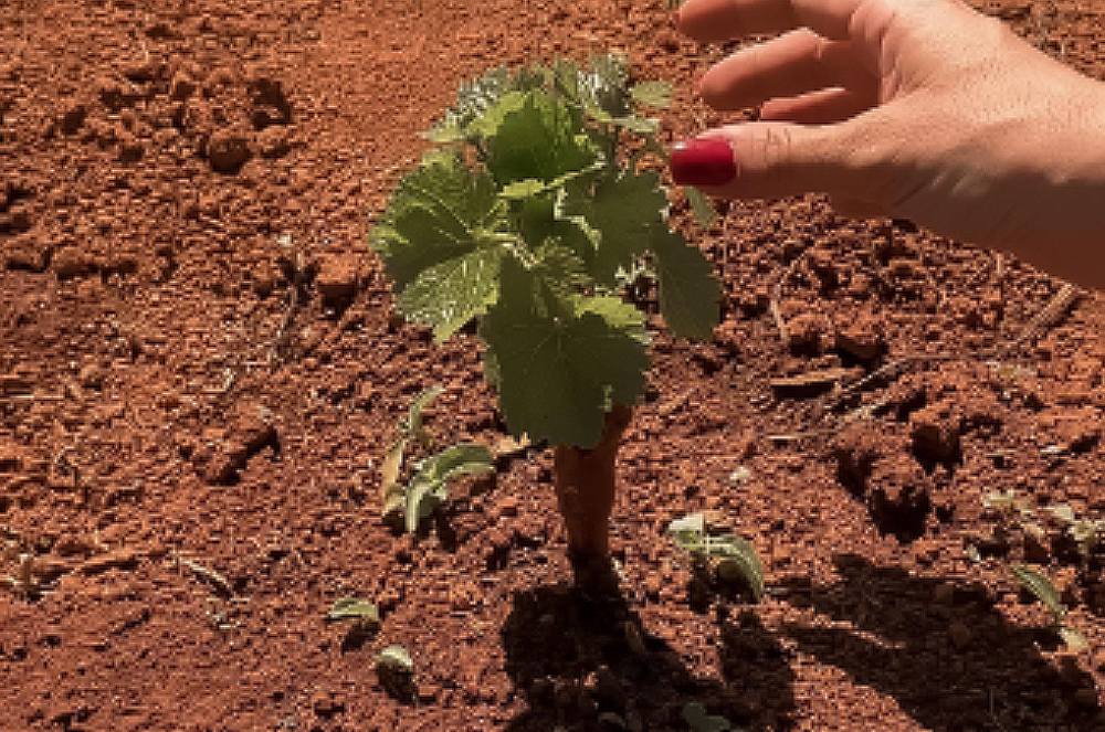 Manejo de Mudas: Otimizando o Crescimento e Produtividade das Suas Plantas