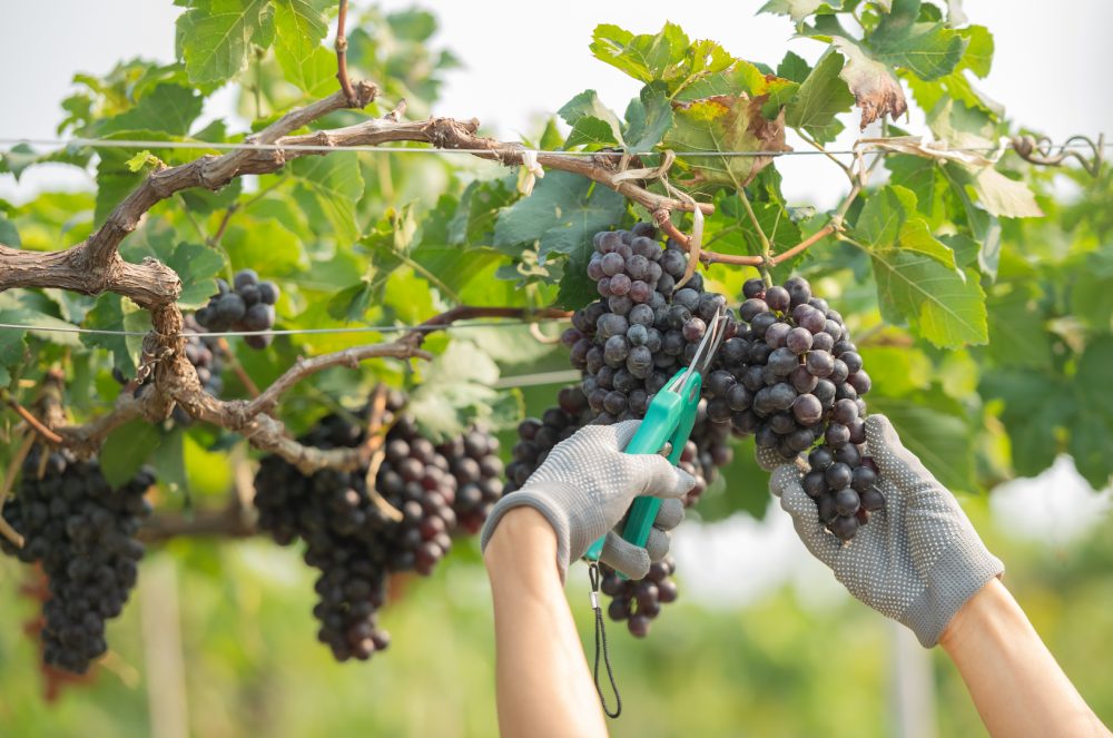 Dupla Poda em Vinhedos Impulsiona o DF Como Polo de Vinhos de Inverno